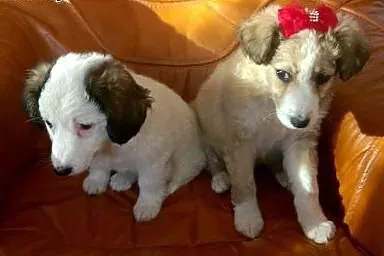 Śliczne pieski,  łódzkie Radomsko