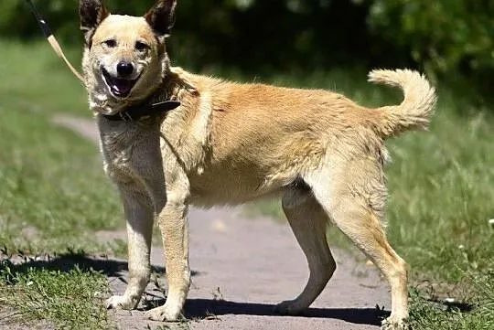 Tokio szuka domu !!!