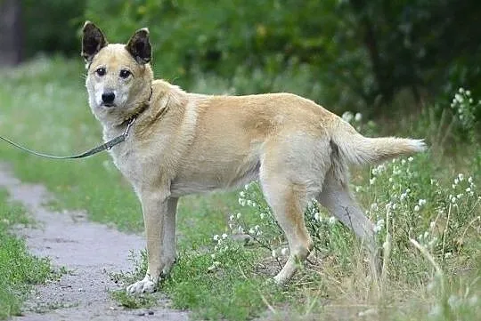 Tokio szuka domu !!!, Mazowieckie, Warszawa