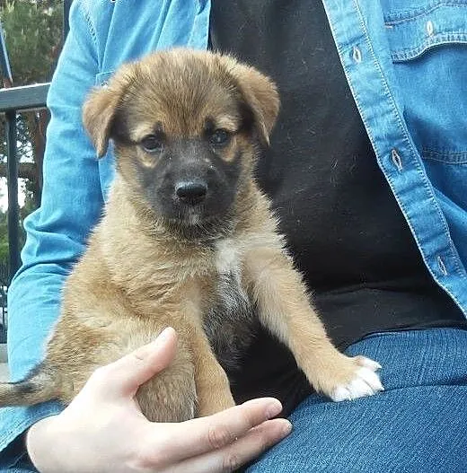Cudna malutka dziewczynka do adopcji - Buka , maz