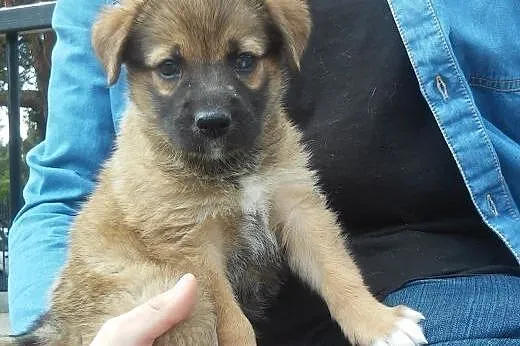 Cudna malutka dziewczynka do adopcji - Buka , mazowieckie Warszawa