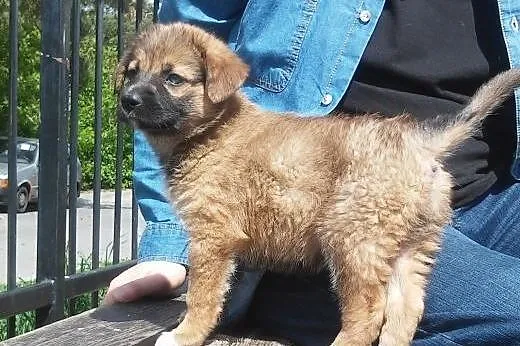 Cudna malutka dziewczynka do adopcji - Buka ,  maz
