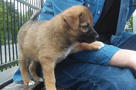 Cudna malutka dziewczynka do adopcji - Buka ,  maz
