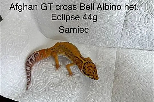 Eublefar/Gekon lamparci
