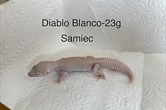Eublefar/Gekon lamparci, Śląskie, Knurów