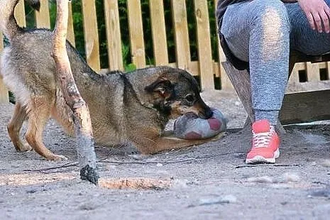 6 letni TOBI szuka domku, takiego na zawsze