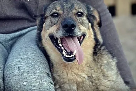 6 letni TOBI szuka domku, takiego na zawsze