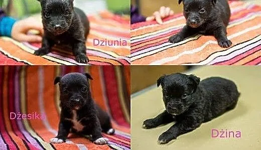 MALUSZKI porzucone jak zbędna rzecz, szukają odpow
