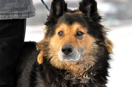 Jogi - mieszaniec owczarka niemieckiego i collie -