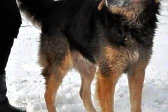 Jogi - mieszaniec owczarka niemieckiego i collie -