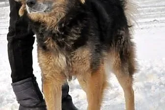 Jogi - mieszaniec owczarka niemieckiego i collie -