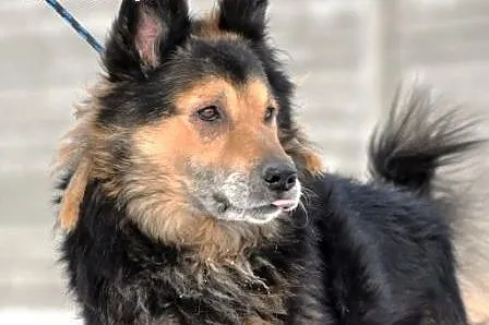 Jogi - mieszaniec owczarka niemieckiego i collie -