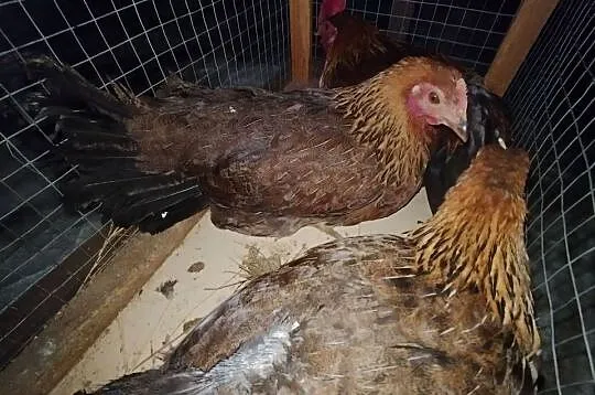 Kury zielononóżki 2+1, Kujawsko-pomorskie, Szubin