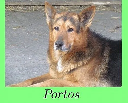 Portos - piękny dostojny owczarek szuka domu, ślą