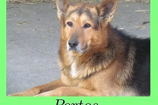 Portos - piękny dostojny owczarek szuka domu,  ślą