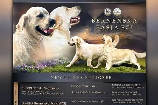 Golden Retriever FCI Zkwp szczenieta, Małopolskie, Wieliczka