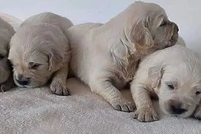 Golden Retriever FCI Zkwp szczenieta, Małopolskie, Wieliczka