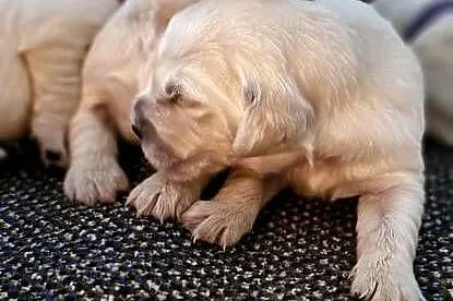 Golden Retriever FCI Zkwp szczenieta, Małopolskie, Wieliczka