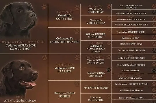 Labrador -czekoladowe szczenięta z rodowodem ZKwP 