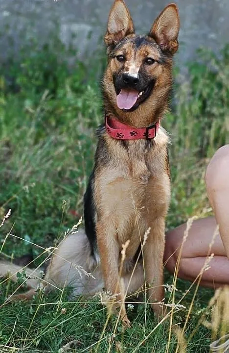 Katia- kto pokocha to cudo?, Owczarek niemiecki c