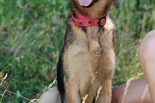 Katia- kto pokocha to cudo?,  Owczarek niemiecki c