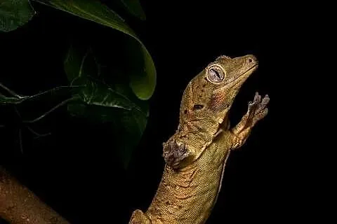 Mniarogekko chahoua mailand red/green Gekon Omszały