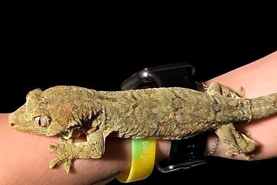 Mniarogekko chahoua mailand red/green Gekon Omszały, Śląskie, Rybnik