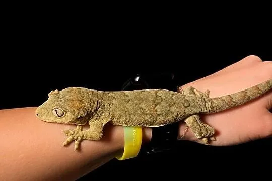 Mniarogekko chahoua mailand red/green Gekon Omszały, Śląskie, Rybnik