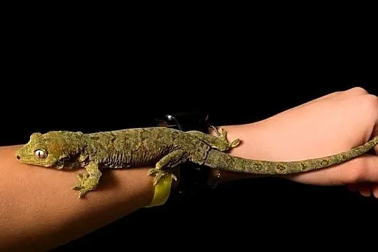 Mniarogekko chahoua mailand red/green Gekon Omszały, Śląskie, Rybnik