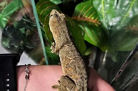 Mniarogekko chahoua mailand red/green Gekon Omszały, Śląskie, Rybnik