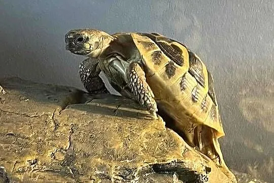 Sprzedam żółwia Greckiego razem z Terrarium