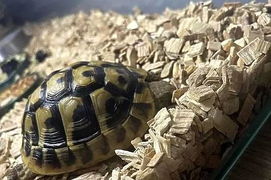 Sprzedam żółwia Greckiego razem z Terrarium, Zachodniopomorskie, Godowo