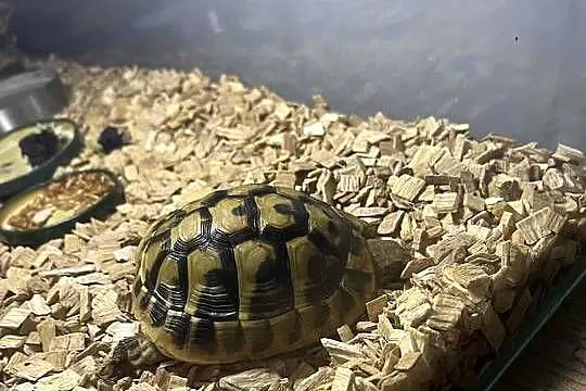 Sprzedam żółwia Greckiego razem z Terrarium, Zachodniopomorskie, Godowo
