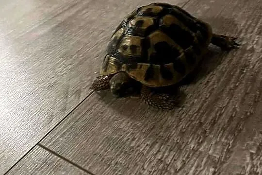 Sprzedam żółwia Greckiego razem z Terrarium, Zachodniopomorskie, Godowo