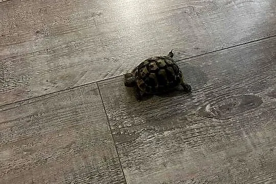 Sprzedam żółwia Greckiego razem z Terrarium, Zachodniopomorskie, Godowo