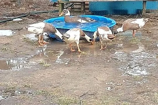 Pisklaki, pisklęta, pisklę kaczka biegus, Śląskie, Soborzyce