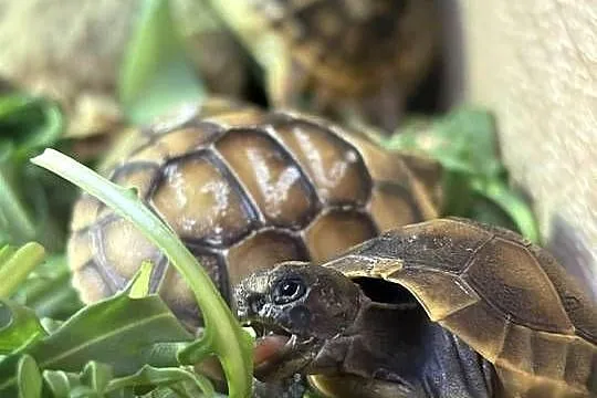 Żółw grecki żółw mauretański żółw obrzeżony