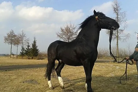 Ogier Batyst z licencją