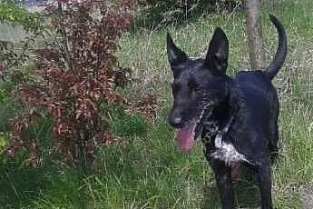Wesoły Kosmo czeka na dom w Schronisku,  śląskie B