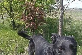 Wesoły Kosmo czeka na dom w Schronisku,  śląskie B