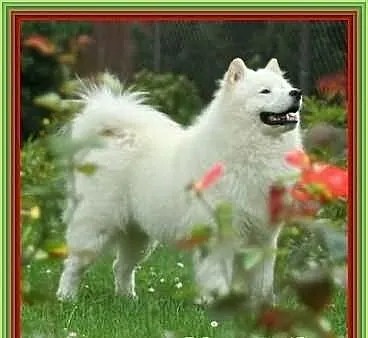 Samoyed szczenięta po WYBITNYM REPRODUKTORZE (marz
