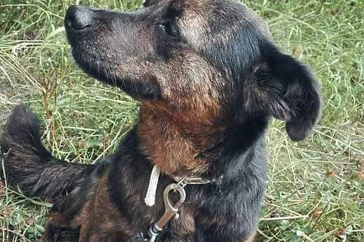 GOYA-sunia 2-3 lata,wysterylizowana,adopcja!!,  św
