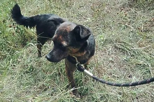 GOYA-sunia 2-3 lata,wysterylizowana,adopcja!!,  św