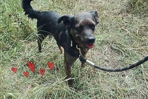 GOYA-sunia 2-3 lata,wysterylizowana,adopcja!!,  św