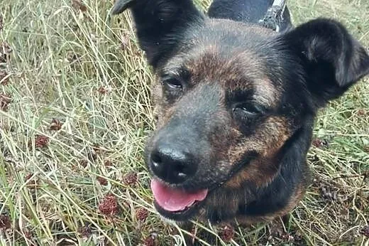 GOYA-sunia 2-3 lata,wysterylizowana,adopcja!!,  św