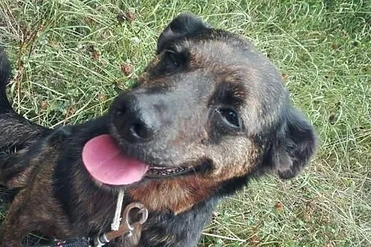 GOYA-sunia 2-3 lata,wysterylizowana,adopcja!!,  św