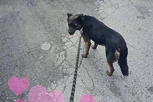 GOYA-sunia 2-3 lata,wysterylizowana,adopcja!!,  św