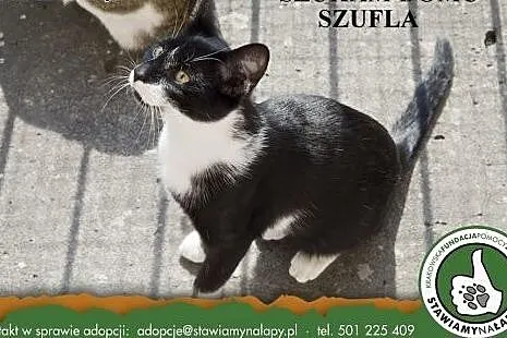 Szufla Fundacja Stawiamy Na Łapy,  małopolskie Kra