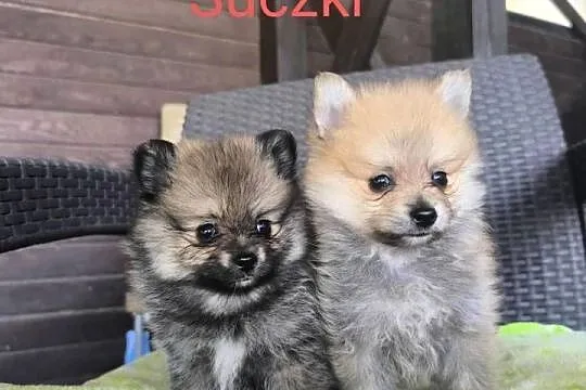 Szpic Miniaturowy pomeranian Boo