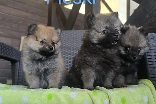 Szpic Miniaturowy pomeranian Boo, Śląskie, Katowice